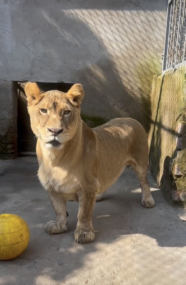 百胜证券 徐州一野生动物园短腿狮子走红 被网友称为“狮中柯基”